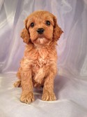 Female Cockapoo Puppy for sale #22 DOB February 26th, 2013|We are easy to find if your coming from Illinois or Wisconsin.